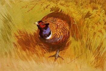 Archibald Thorburn : A Cock Pheasant
